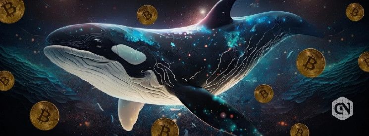 Acumulación de Ballenas Desata Temores en el Mercado de Opciones de Bitcoin: Descubre Más - Cripto Boom