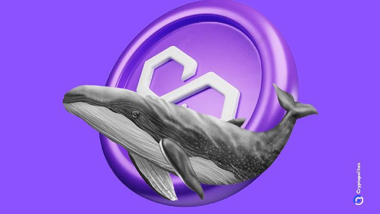 Ballena acumula MATIC a pesar de nuevos mínimos por eliminaciones: ¿Qué significa para el mercado? - Cripto Boom