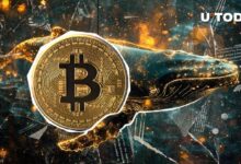 a929273d76601be84d21 1.97 Millones de BTC en Manos de Nuevas Ballenas de Bitcoin: Descubre los Detalles