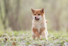 b02d96292f5daed83d7d Shiba Inu (SHIB) listo para su recuperación: el auge de Shibarium impulsa la actividad tras meses de parón ¡Descúbrelo!