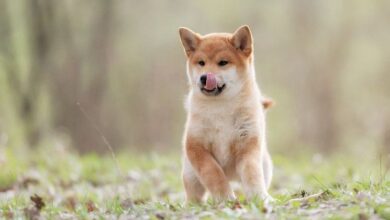 b02d96292f5daed83d7d Shiba Inu (SHIB) listo para su recuperación: el auge de Shibarium impulsa la actividad tras meses de parón ¡Descúbrelo!