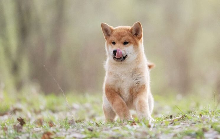 b02d96292f5daed83d7d Shiba Inu (SHIB) listo para su recuperación: el auge de Shibarium impulsa la actividad tras meses de parón ¡Descúbrelo!