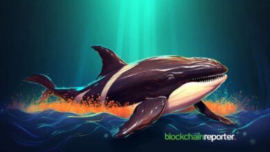 Ballena Cripto Apuesta $8.8M en Victoria de Trump en 2024 a Medida que las Probabilidades Aumentan a 67% - ¡Descubre Más! - Cripto Boom