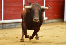 Toros cripto apuntan a $100K BTC mientras FIL, BSV y TON se disparan - ¡Descubre más! - Cripto Boom