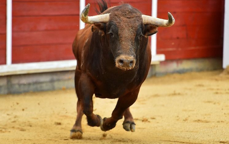 Toros cripto apuntan a $100K BTC mientras FIL, BSV y TON se disparan - ¡Descubre más! - Cripto Boom