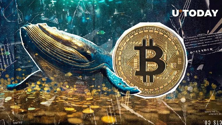 Nuevo Colosal Ballena de Bitcoin Nace con Transferencia de 3,073 BTC: Descubre los Detalles - Cripto Boom