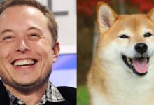 Precio de Dogecoin se Dispara Mientras Bitcoin Cae: El Impacto de Elon Musk Continúa — ¡Descubre Más! - Cripto Boom