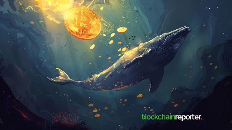 Las Ballenas de Bitcoin Siguen Acumulando mientras el Precio Cae por Debajo de $70,000 - ¡Descubre por Qué! - Cripto Boom