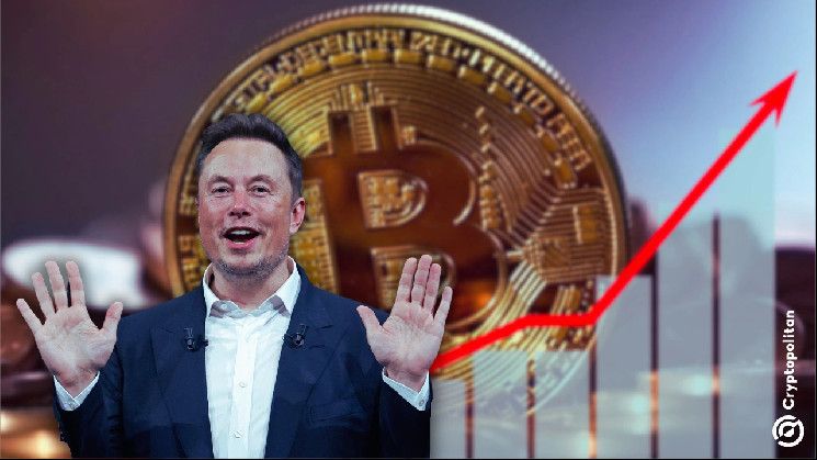 Inversores diarios aprovechan el efecto Musk tras las elecciones: descubre cómo impacta en el mercado criptográfico - Cripto Boom