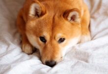 Shiba Inu y Dogecoin Retroceden a Dos Dígitos Mientras el Rally se Enfría: ¡Liquidaciones Aumentan a $900M! - Cripto Boom