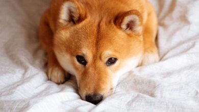 Shiba Inu y Dogecoin Retroceden a Dos Dígitos Mientras el Rally se Enfría: ¡Liquidaciones Aumentan a $900M! - Cripto Boom