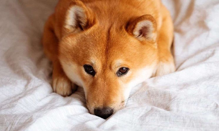 Shiba Inu y Dogecoin Retroceden a Dos Dígitos Mientras el Rally se Enfría: ¡Liquidaciones Aumentan a $900M! - Cripto Boom