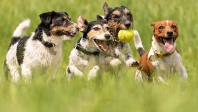 Dogecoin Lidera el Mercado—¡Descubre Estas Otras Criptomonedas Caninas en Auge! - Cripto Boom