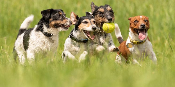 Dogecoin Lidera el Mercado—¡Descubre Estas Otras Criptomonedas Caninas en Auge! - Cripto Boom