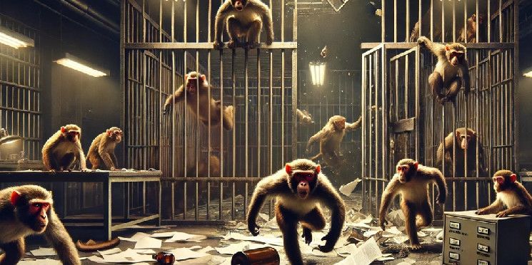 Monos a la Fuga: 43 Rhesus Rebeldes sueltos, ¡Los Memecoins se Disparan! Lee Más - Cripto Boom