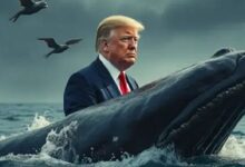 ¿Cuánto Ganarán las Grandes Ballenas que Invirtieron Millones en la Victoria de Donald Trump? ¡Descubre sus Beneficios Asombrosos! - Cripto Boom