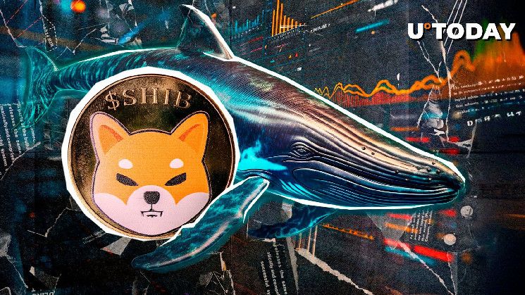 Ballenas de Shiba Inu (SHIB) Apuestan en Grande: ¡Capturan 1.13 Billones de Tokens en 24 Horas! - Cripto Boom