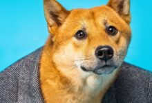 ¡Descubre Estos Meme Coins Que Superaron a Dogecoin Esta Semana! - Cripto Boom