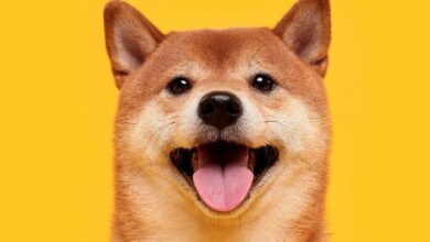 Dogecoin se Desacelera tras Ganancias Monstruosas—Descubre los Detalles Ahora - Cripto Boom