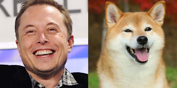 Elon Musk y Dogecoin: Descubre cómo el multimillonario se convirtió en el 'Dogefather' - Cripto Boom