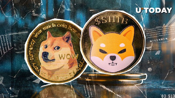 ¡Shiba Inu (SHIB) Sorprende a Dogecoin con Aumento de Transacciones de Ballenas en Tres Dígitos! - Cripto Boom