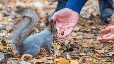 Binance y CoinW impulsan a Peanut the Squirrel (PNUT) al top 100 de criptomonedas: ¡Descubre el fenómeno! - Cripto Boom