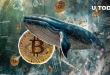 1,600 BTC Transferidos a Misteriosa Billetera de una Ballena, ¿Qué Sucede? Haz Clic para Descubrirlo - Cripto Boom