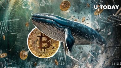 1,600 BTC Transferidos a Misteriosa Billetera de una Ballena, ¿Qué Sucede? Haz Clic para Descubrirlo - Cripto Boom