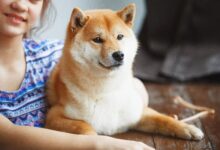 Predicción del precio de Shiba Inu: ¡Descubre por qué SHIB está a punto de despegar! - Cripto Boom