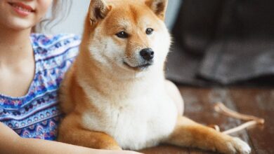 Predicción del precio de Shiba Inu: ¡Descubre por qué SHIB está a punto de despegar! - Cripto Boom