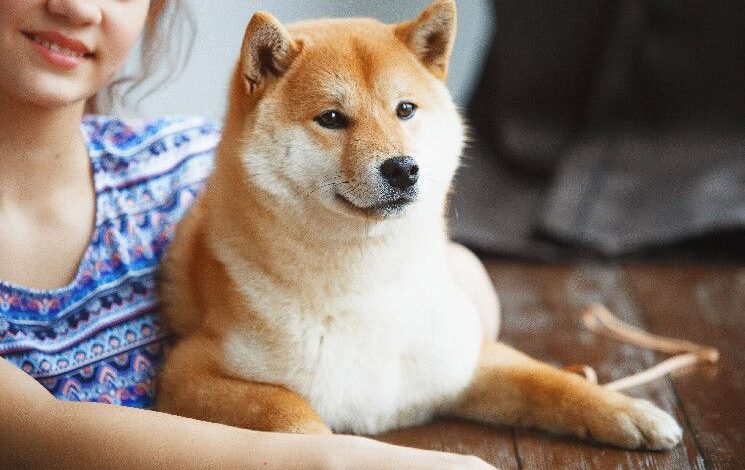 Predicción del precio de Shiba Inu: ¡Descubre por qué SHIB está a punto de despegar! - Cripto Boom